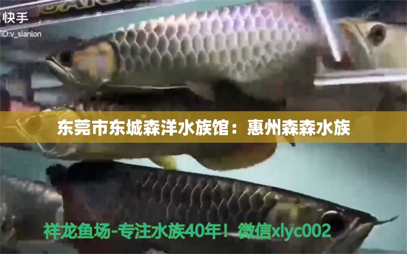 东莞市东城森洋水族馆：惠州森森水族