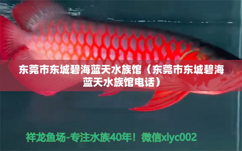 东莞市东城碧海蓝天水族馆（东莞市东城碧海蓝天水族馆电话）