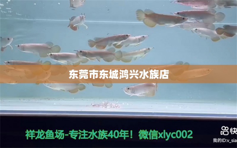 东莞市东城鸿兴水族店 全国水族馆企业名录