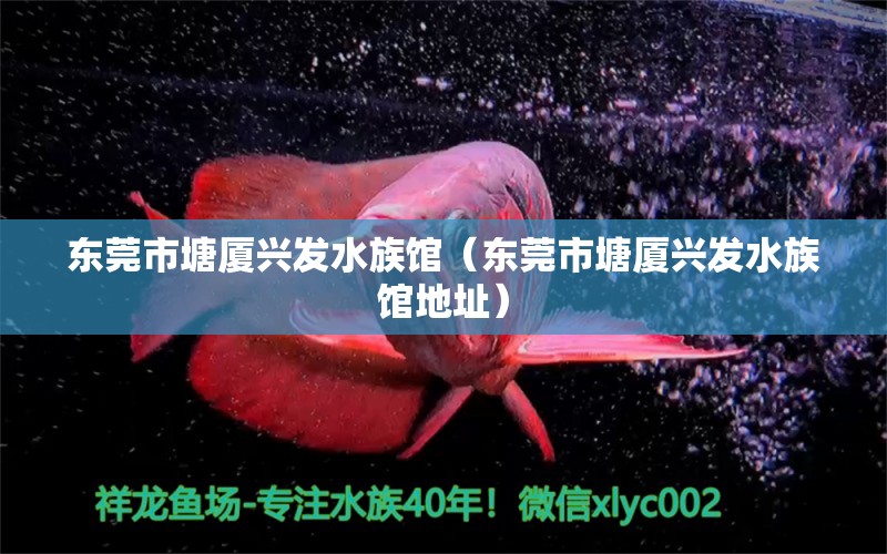 东莞市塘厦兴发水族馆（东莞市塘厦兴发水族馆地址）