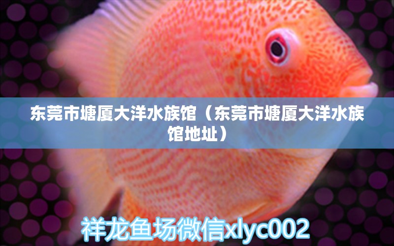 东莞市塘厦大洋水族馆（东莞市塘厦大洋水族馆地址） 全国水族馆企业名录