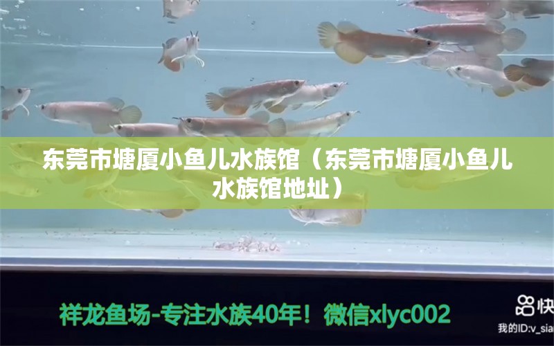 东莞市塘厦小鱼儿水族馆（东莞市塘厦小鱼儿水族馆地址） 全国水族馆企业名录