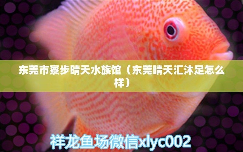 东莞市寮步晴天水族馆（东莞晴天汇沐足怎么样） 全国水族馆企业名录