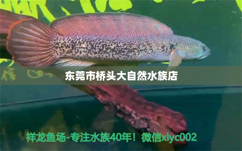 东莞市桥头大自然水族店