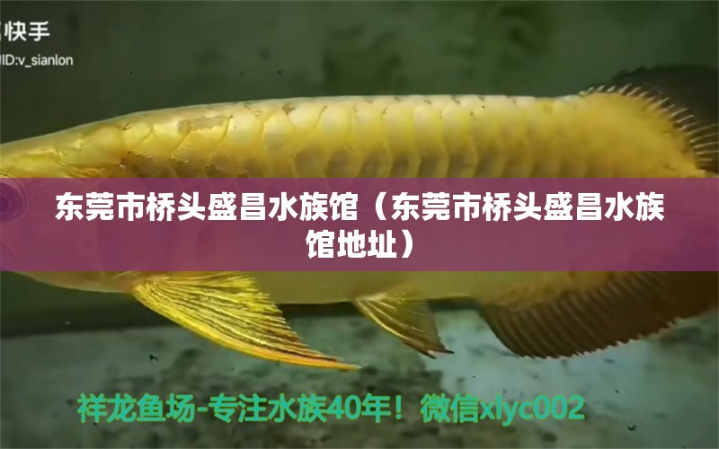 东莞市桥头盛昌水族馆（东莞市桥头盛昌水族馆地址）