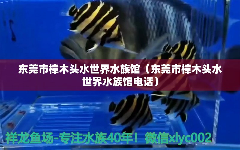 东莞市樟木头水世界水族馆（东莞市樟木头水世界水族馆电话） 全国水族馆企业名录