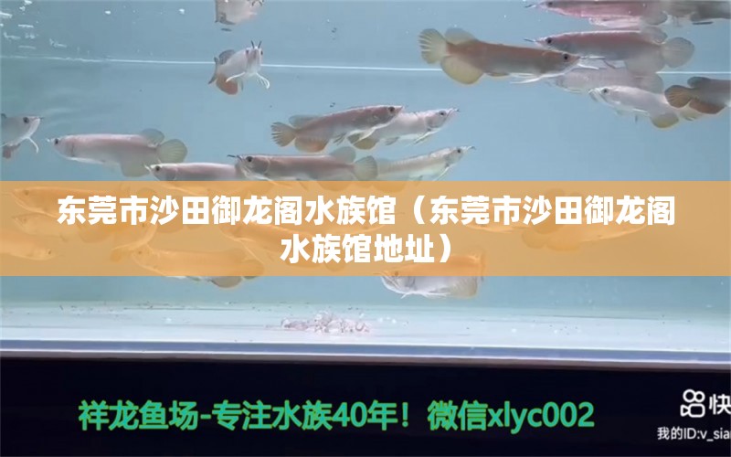 东莞市沙田御龙阁水族馆（东莞市沙田御龙阁水族馆地址）