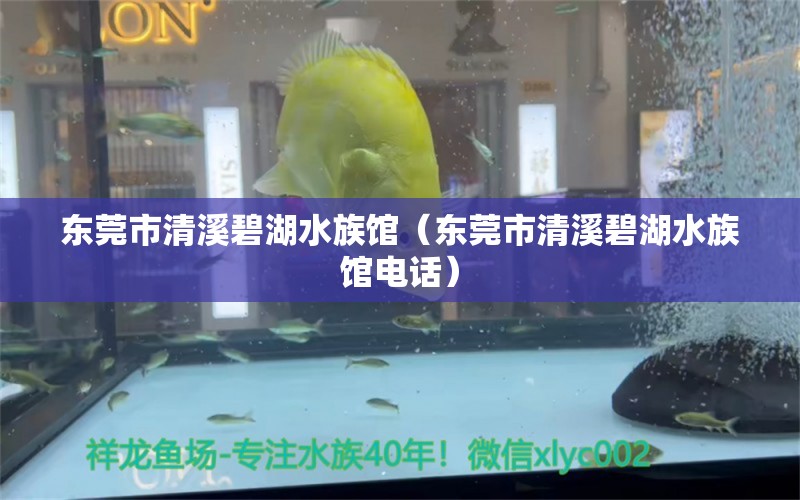 东莞市清溪碧湖水族馆（东莞市清溪碧湖水族馆电话）