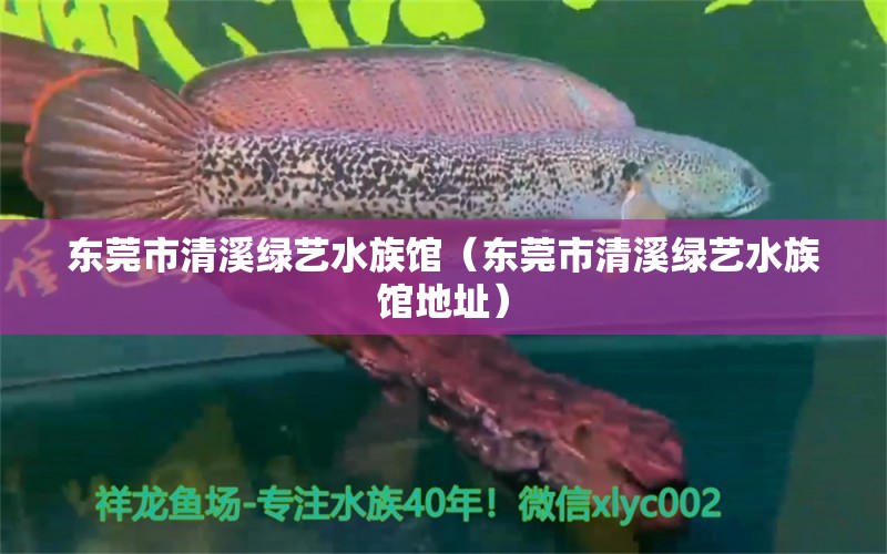 东莞市清溪绿艺水族馆（东莞市清溪绿艺水族馆地址）