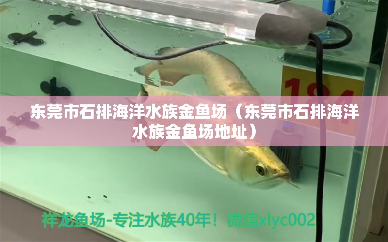 东莞市石排海洋水族金鱼场（东莞市石排海洋水族金鱼场地址） 全国水族馆企业名录