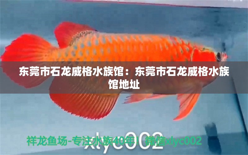 东莞市石龙威格水族馆：东莞市石龙威格水族馆地址 全国水族馆企业名录