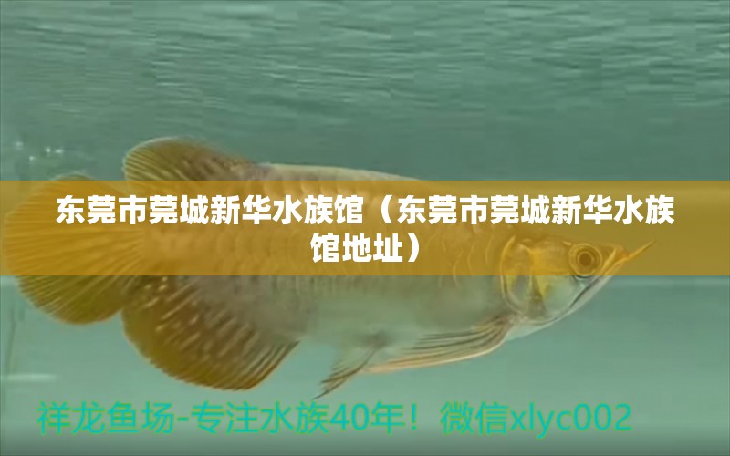 东莞市莞城新华水族馆（东莞市莞城新华水族馆地址） 全国水族馆企业名录