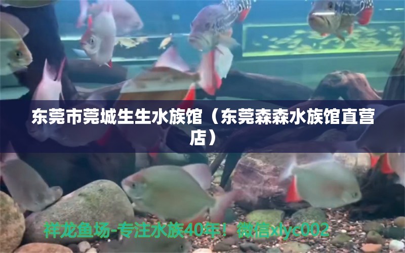 东莞市莞城生生水族馆（东莞森森水族馆直营店）