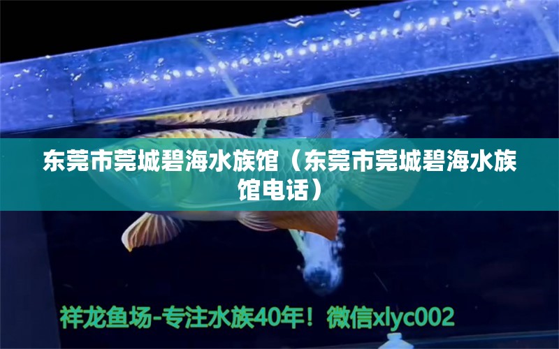 东莞市莞城碧海水族馆（东莞市莞城碧海水族馆电话） 全国水族馆企业名录