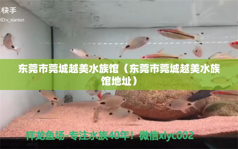 东莞市莞城越美水族馆（东莞市莞城越美水族馆地址）