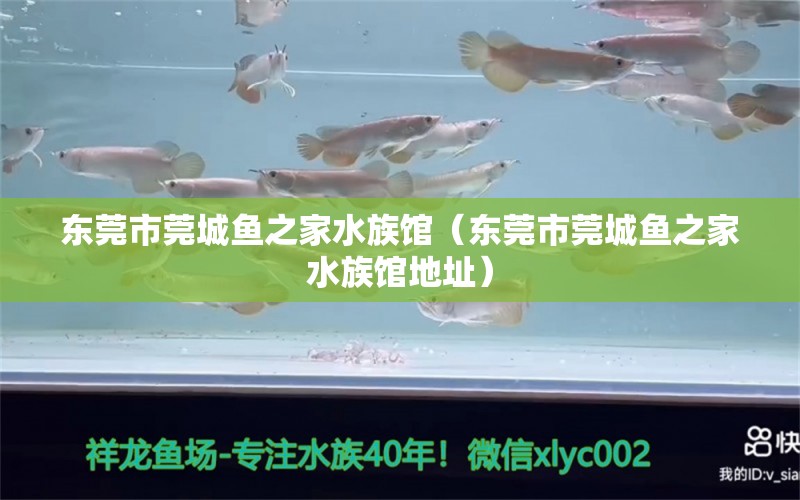 东莞市莞城鱼之家水族馆（东莞市莞城鱼之家水族馆地址） 全国水族馆企业名录