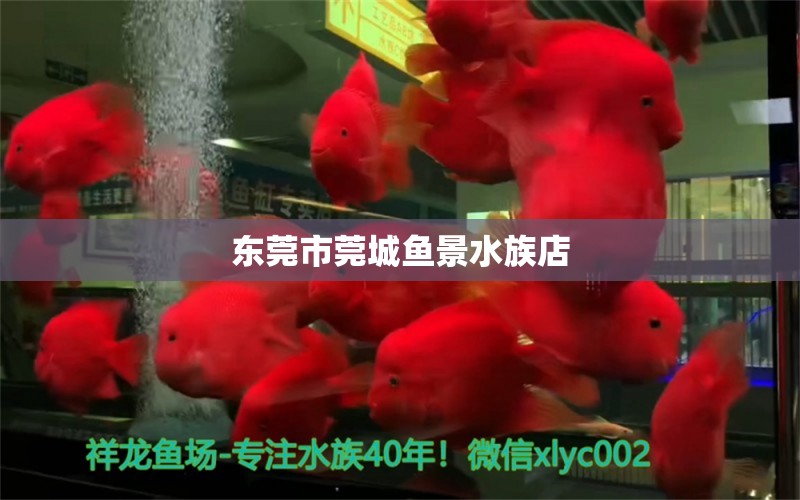 东莞市莞城鱼景水族店