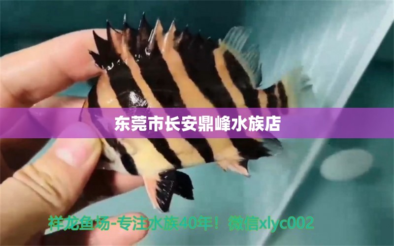 东莞市长安鼎峰水族店 全国水族馆企业名录