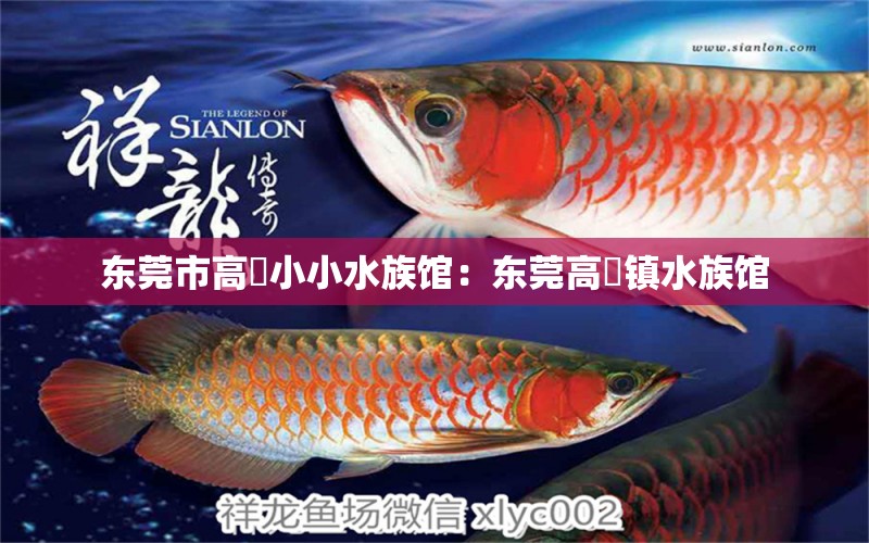 东莞市高埗小小水族馆：东莞高埗镇水族馆