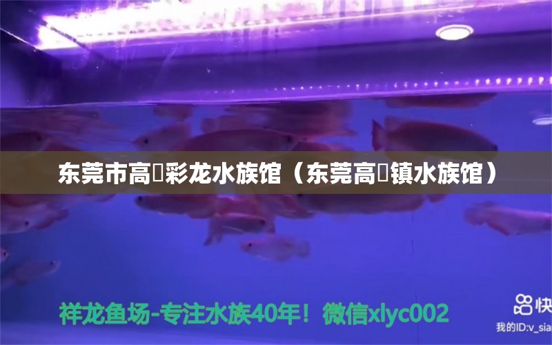 东莞市高埗彩龙水族馆（东莞高埗镇水族馆）