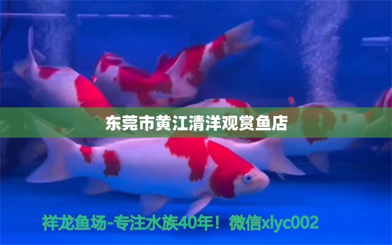 东莞市黄江清洋观赏鱼店 全国水族馆企业名录