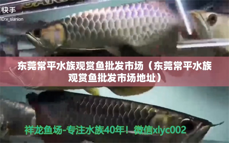 东莞常平水族观赏鱼批发市场（东莞常平水族观赏鱼批发市场地址） 观赏鱼批发