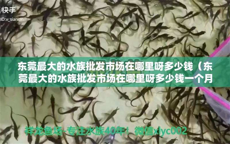 东莞最大的水族批发市场在哪里呀多少钱（东莞最大的水族批发市场在哪里呀多少钱一个月） 观赏鱼水族批发市场