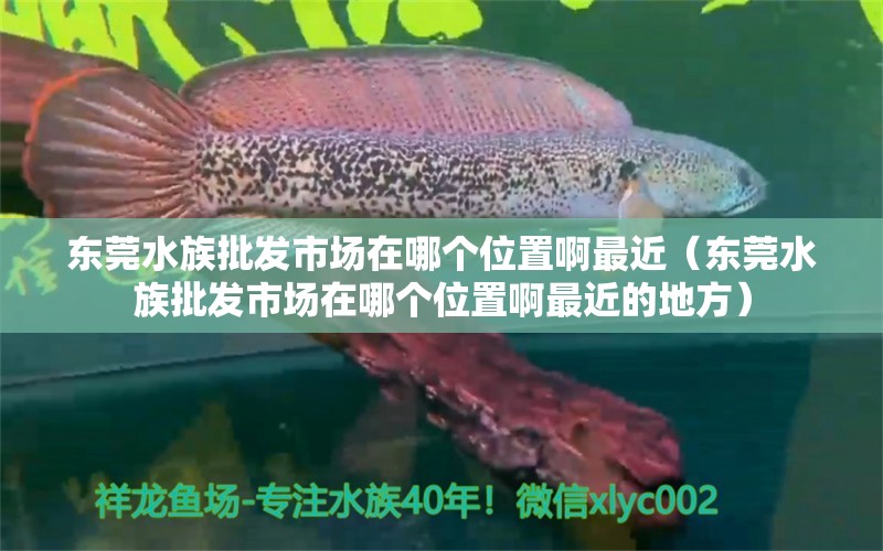 东莞水族批发市场在哪个位置啊最近（东莞水族批发市场在哪个位置啊最近的地方）