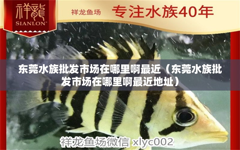 东莞水族批发市场在哪里啊最近（东莞水族批发市场在哪里啊最近地址）