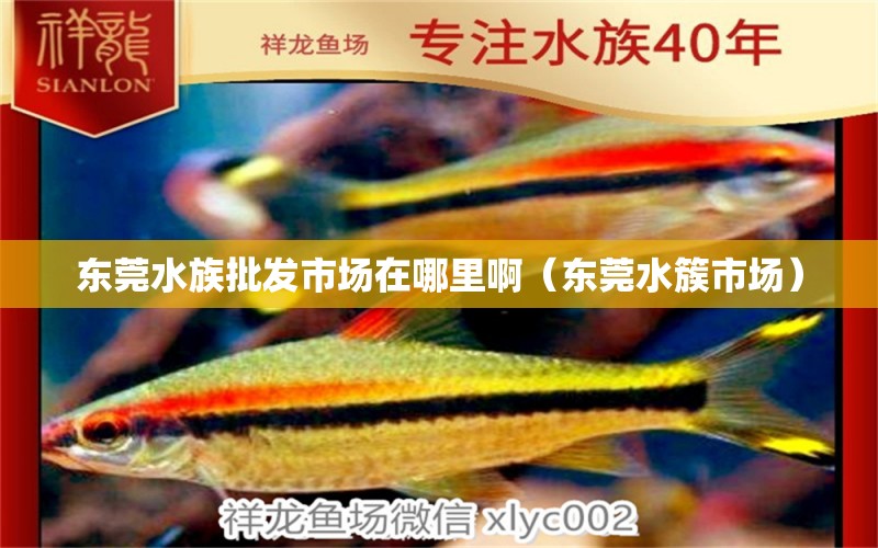 东莞水族批发市场在哪里啊（东莞水簇市场） 观赏鱼水族批发市场 第1张