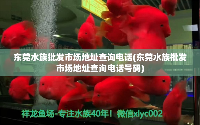 东莞水族批发市场地址查询电话(东莞水族批发市场地址查询电话号码) 观赏鱼水族批发市场