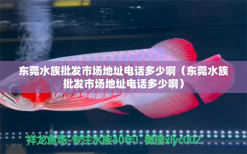 东莞水族批发市场地址电话多少啊（东莞水族批发市场地址电话多少啊） 观赏鱼水族批发市场