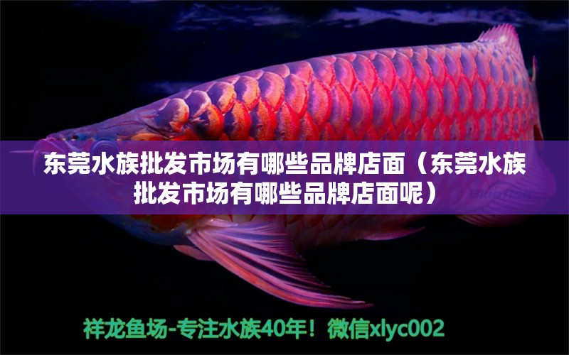 东莞水族批发市场有哪些品牌店面（东莞水族批发市场有哪些品牌店面呢）