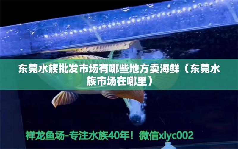 东莞水族批发市场有哪些地方卖海鲜（东莞水族市场在哪里）