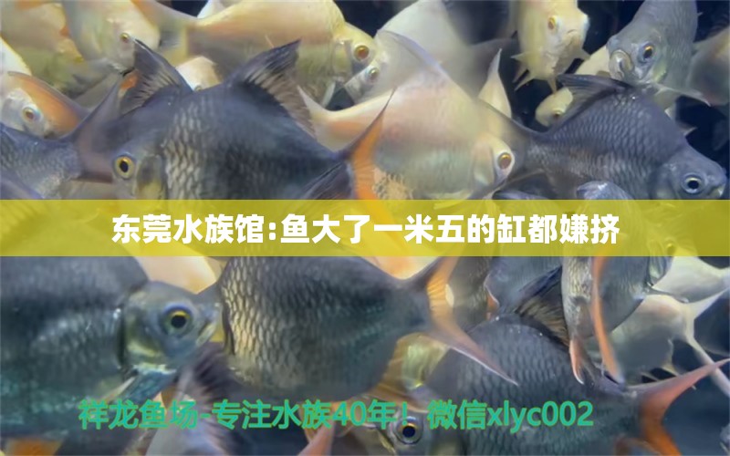 东莞水族馆:鱼大了一米五的缸都嫌挤 金龙鱼粮