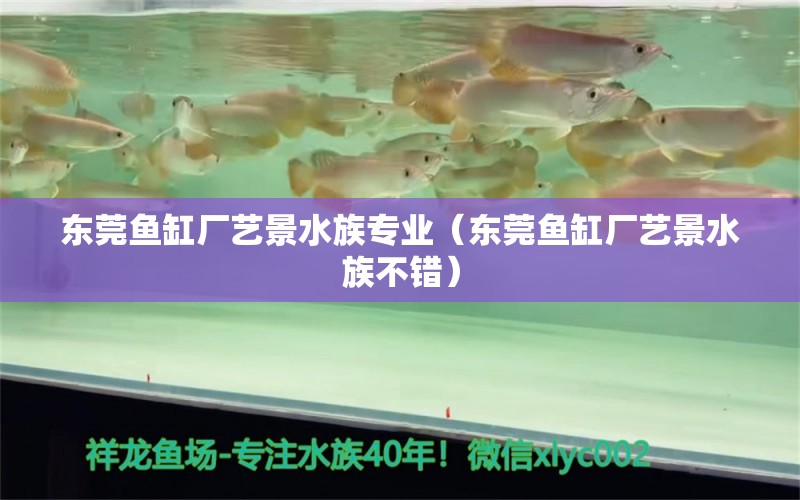 东莞鱼缸厂艺景水族专业（东莞鱼缸厂艺景水族不错）