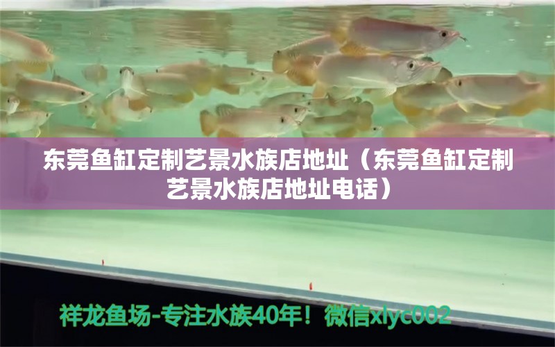 东莞鱼缸定制艺景水族店地址（东莞鱼缸定制艺景水族店地址电话） 观赏鱼批发