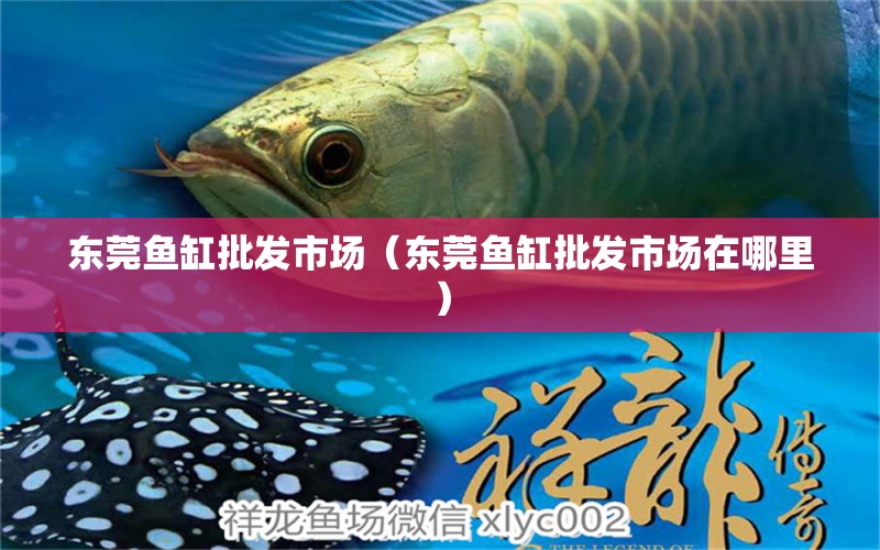 东莞鱼缸批发市场（东莞鱼缸批发市场在哪里） 观赏鱼水族批发市场