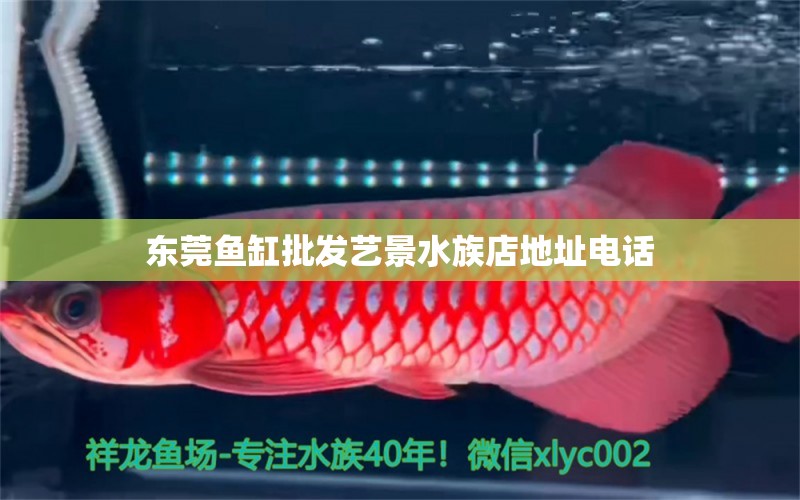 东莞鱼缸批发艺景水族店地址电话 祥龙水族医院