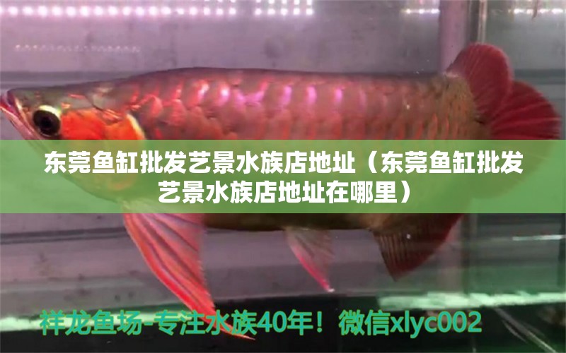 东莞鱼缸批发艺景水族店地址（东莞鱼缸批发艺景水族店地址在哪里）