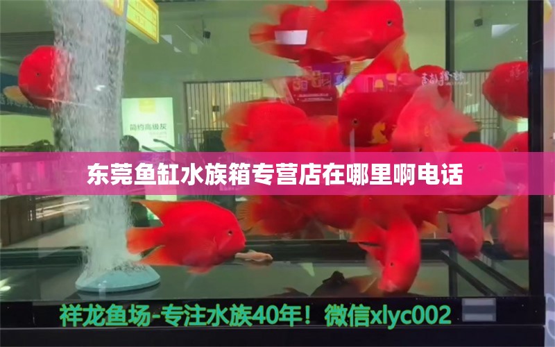 东莞鱼缸水族箱专营店在哪里啊电话  鱼缸/水族箱 第1张