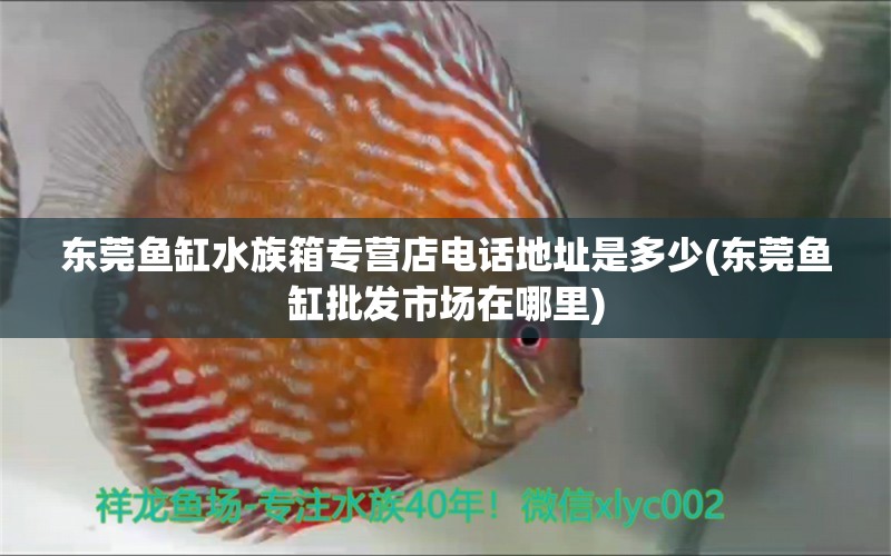 东莞鱼缸水族箱专营店电话地址是多少(东莞鱼缸批发市场在哪里) 鱼缸/水族箱