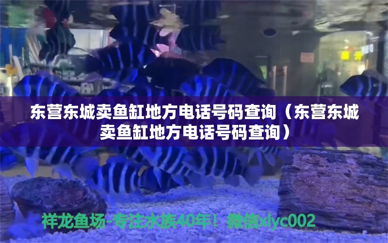 东营东城卖鱼缸地方电话号码查询（东营东城卖鱼缸地方电话号码查询） 泰国雪鲫鱼