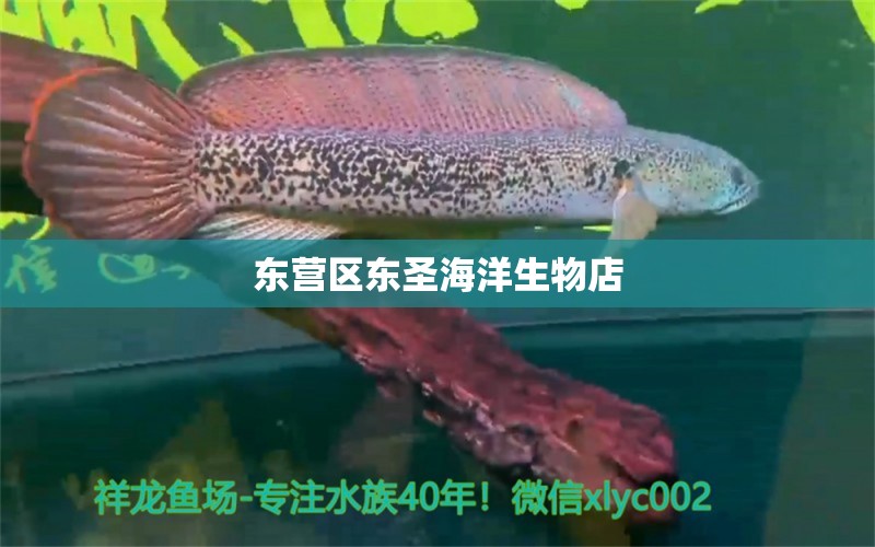 东营区东圣海洋生物店