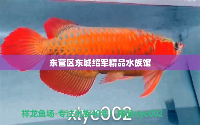 东营区东城绍军精品水族馆