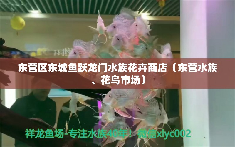 东营区东城鱼跃龙门水族花卉商店（东营水族、花鸟市场） 全国水族馆企业名录