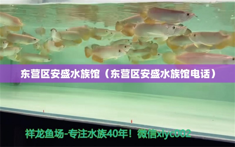 东营区安盛水族馆（东营区安盛水族馆电话）