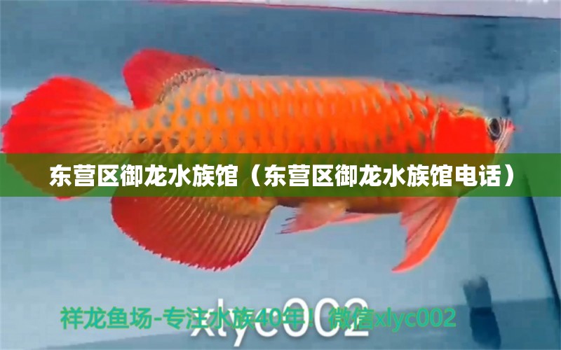 东营区御龙水族馆（东营区御龙水族馆电话）