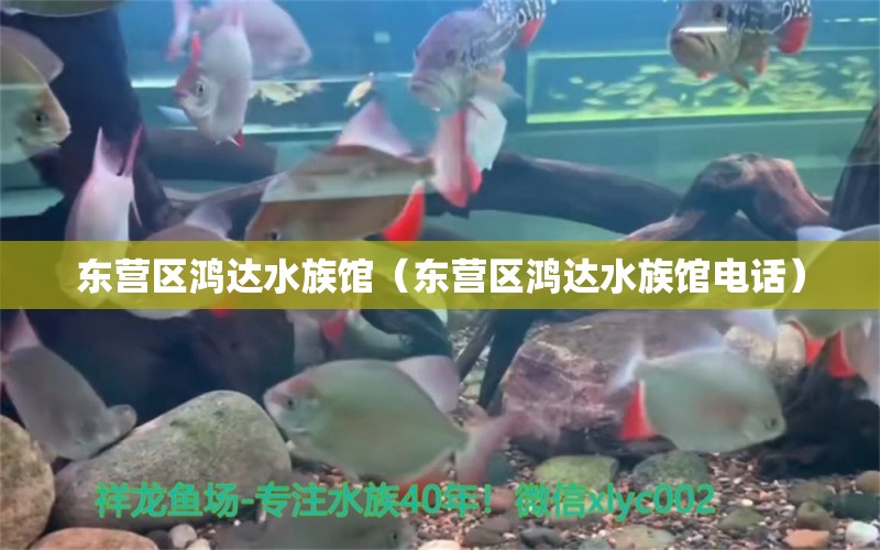 东营区鸿达水族馆（东营区鸿达水族馆电话）