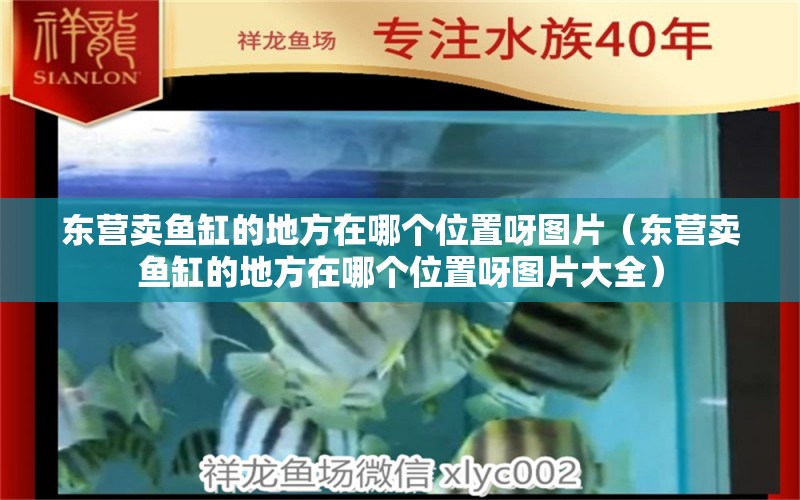 东营卖鱼缸的地方在哪个位置呀图片（东营卖鱼缸的地方在哪个位置呀图片大全）